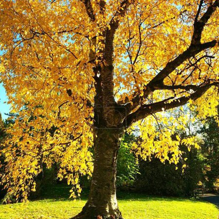 Téléchargez les photos : Belle forêt d'automne aux feuilles jaunes - en image libre de droit