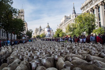 Téléchargez les photos : ESPAGNE, Madrid : Les bergers ont arrêté la circulation à Madrid en guidant un troupeau de 2000 moutons dans les rues le 25 octobre 2015. Au cours des 22 derniers automnes, les bergers ont exercé le droit aux routes saisonnières de migration du bétail qui existaient auparavant. - en image libre de droit