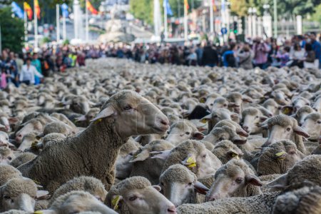 Photo for SPAIN,Madrid: Shepherds halted traffic in Madrid as they guided a flock of 2,000 sheep through the streets on October 25,2015. For the past 22 autumns shepherds have been exercising the right to seasonal livestock migration routes that existed before - Royalty Free Image