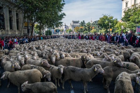 Photo for SPAIN,Madrid: Shepherds halted traffic in Madrid as they guided a flock of 2,000 sheep through the streets on October 25,2015. For the past 22 autumns shepherds have been exercising the right to seasonal livestock migration routes that existed before - Royalty Free Image