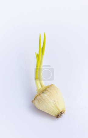Photo for The big head onion - Royalty Free Image