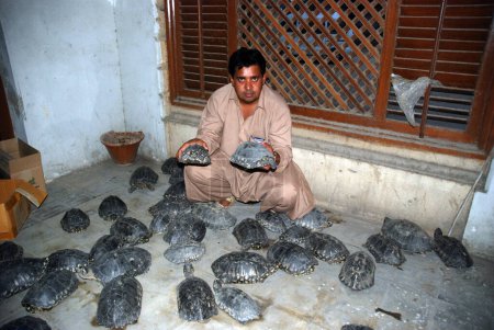 Téléchargez les photos : PAKISTAN, Karachi : Un responsable pakistanais de la faune détient des tortues ponctuées noires retrouvées à Karachi le 9 novembre 2015. L'agence pour la faune sauvage a secouru une quarantaine de tortues d'eau douce jetées par des trafiquants inconnus après avoir essayé de les vendre dans un marché local.. - en image libre de droit