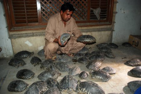 Téléchargez les photos : PAKISTAN, Karachi : Un responsable pakistanais de la faune détient des tortues ponctuées noires retrouvées à Karachi le 9 novembre 2015. L'agence pour la faune sauvage a secouru une quarantaine de tortues d'eau douce jetées par des trafiquants inconnus après avoir essayé de les vendre dans un marché local.. - en image libre de droit