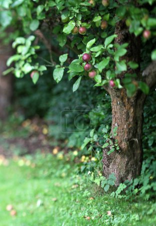 Foto de Ramas de árboles con hojas y manzanas frutas en el jardín - Imagen libre de derechos