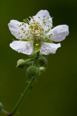 Foto de Germanica malus sylvestris flor - Imagen libre de derechos