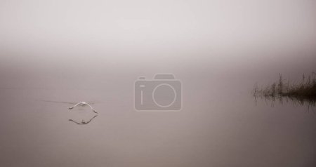 Photo for "Seagull catches a crayfish in fog." - Royalty Free Image