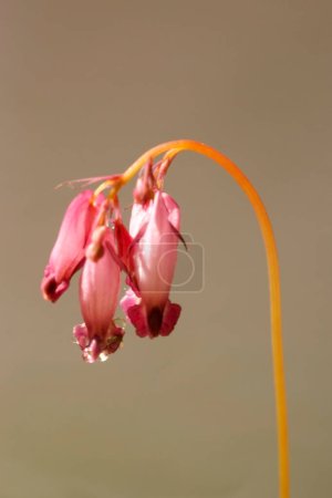 Photo for Fringed bleeding-heart. Beautiful floral background - Royalty Free Image