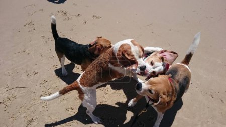 Foto de Perros jugando en la playa - Imagen libre de derechos
