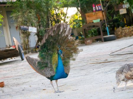Photo for Tropical peacock bird in a zoo - Royalty Free Image