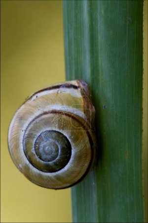 Photo for Close up shot of snail on green leaf - Royalty Free Image