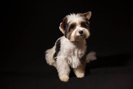 Foto de Retrato de un perro adorable - Imagen libre de derechos