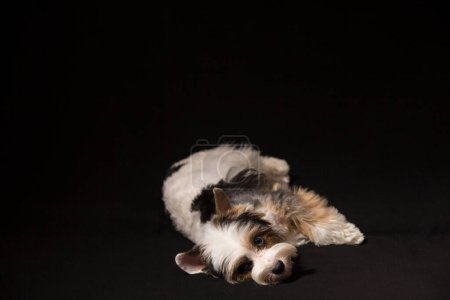Foto de Retrato de perro crianza cocker spaniel - Imagen libre de derechos