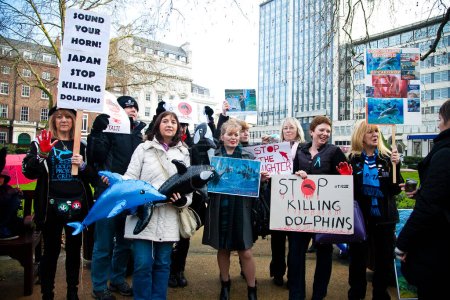 Photo for UNITED-KINGDOM, London: Hundreds of animal rights protesters wave banners and inflatable dolphins opposite the Japanese embassy in Piccadilly, London on January 16, 2016 - Royalty Free Image