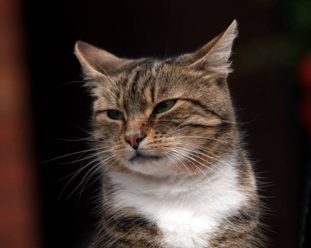 Téléchargez les photos : Portrait en gros plan de chat gris mignon - en image libre de droit