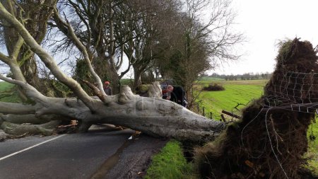 Téléchargez les photos : Un grand arbre sur la route après la tempête. - en image libre de droit