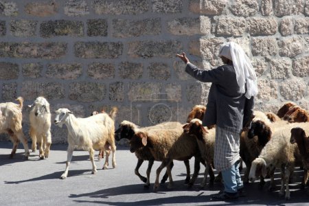 Foto de El pastor guía un rebaño de ovejas en Belén, Israel - Imagen libre de derechos