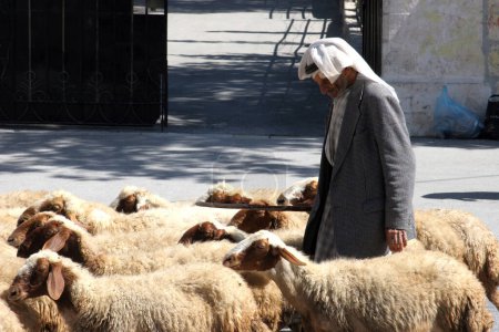 Foto de El pastor guía un rebaño de ovejas en Belén, Israel - Imagen libre de derechos