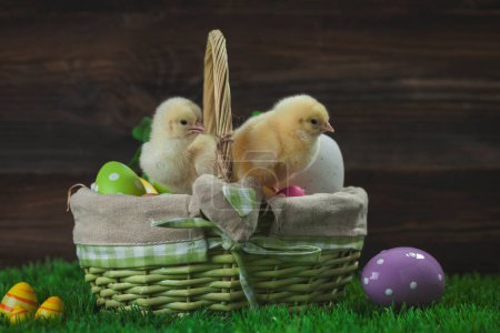 Photo for Easter basktet with eggs, young easter chicks around - Royalty Free Image