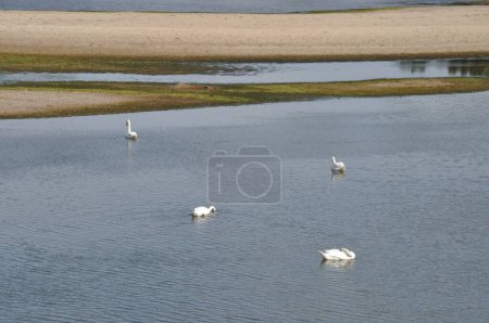 Photo for Loire river with swans in Anjou - Royalty Free Image