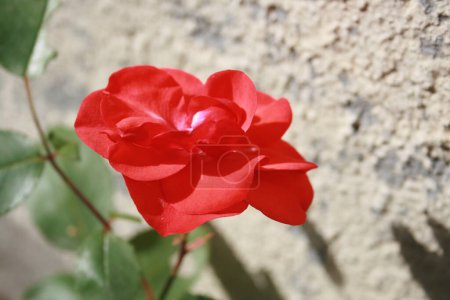 Téléchargez les photos : Vue rapprochée de belle rose, concept d'été - en image libre de droit