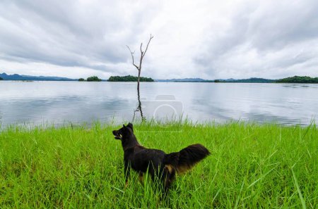 Photo for Watching dog on lake shore - Royalty Free Image