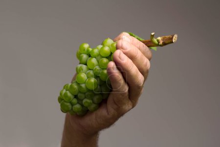 Foto de Mano sosteniendo una uva verde - Imagen libre de derechos