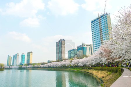 Photo for Seoul cherry blossom festival in Korea - Royalty Free Image