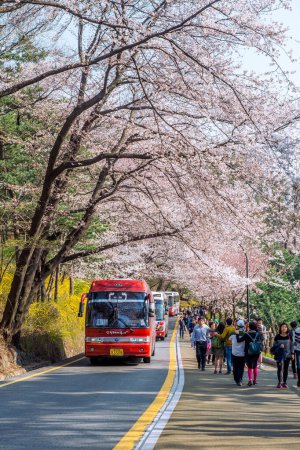 Photo for Cherry blossom in Seoul tower namhansan. - Royalty Free Image