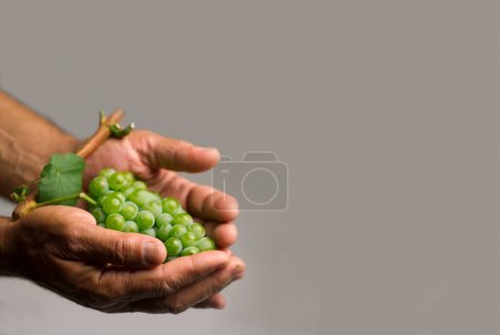 Foto de Manos sosteniendo una uva verde - Imagen libre de derechos