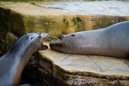 Photo for Closeup shot of two sea lions - Royalty Free Image
