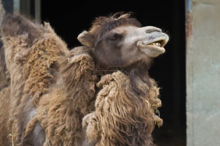 Foto de Camello en el parque - Imagen libre de derechos