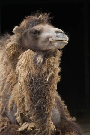 Foto de Primer plano retrato de hermoso camello adulto - Imagen libre de derechos