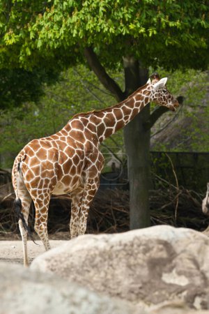Téléchargez les photos : Belle girafe debout près de l'arbre vert dans le zoo - en image libre de droit