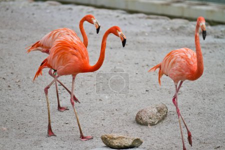 Foto de Flamencos rosados caminando sobre el suelo - Imagen libre de derechos
