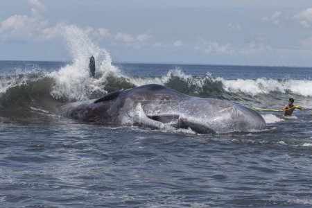 Téléchargez les photos : Baleine sur la côte indonésienne - en image libre de droit