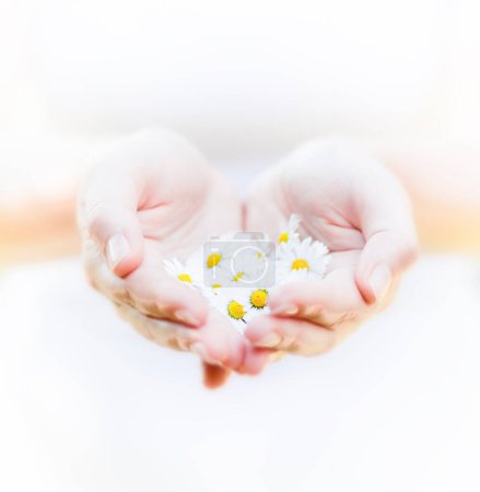 Téléchargez les photos : Fleurs de camomille dans les mains, fond de printemps - en image libre de droit