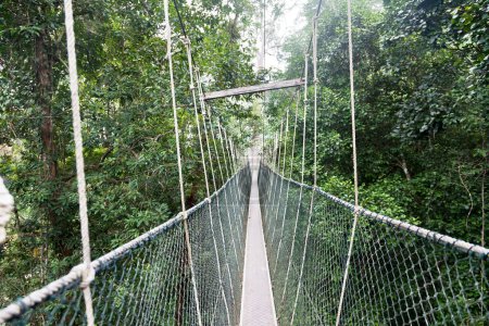 Téléchargez les photos : Passerelle de la verrière. Parc national Taman Negara. Malaisie - en image libre de droit