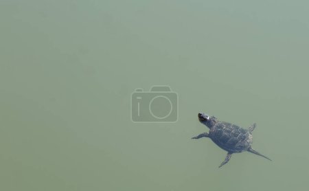 Photo for Close up shot of turtle swimming in water - Royalty Free Image