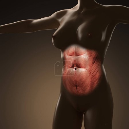Photo for Science anatomy of human body with glow rectus abdominis - Royalty Free Image