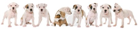 Téléchargez les photos : Collage de chiens isolés sur fond blanc - en image libre de droit