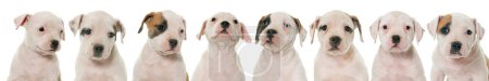 Téléchargez les photos : Groupe de cinq chiens drôles isolés sur blanc - en image libre de droit