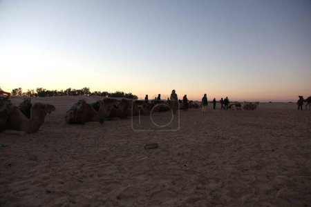 Téléchargez les photos : Matin dans le désert du Sahara - en image libre de droit