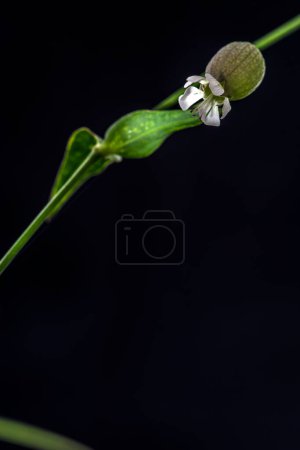 Téléchargez les photos : Petite fleur bombée vue rapprochée - en image libre de droit
