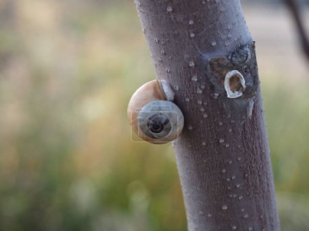 Téléchargez les photos : Escargot sur l'arbre - en image libre de droit