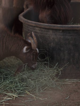 Photo for Goat in the farm, animal concept - Royalty Free Image