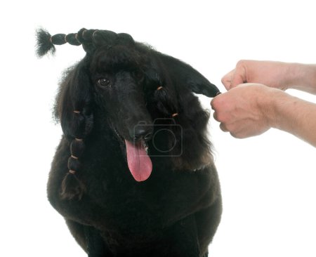Photo for Grooming of standard black poodle - Royalty Free Image
