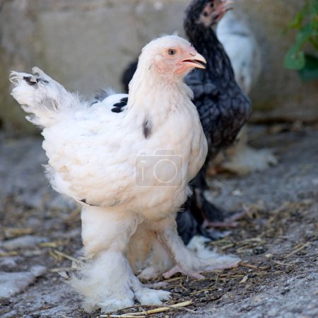 Photo for The young brahma chicken - Royalty Free Image