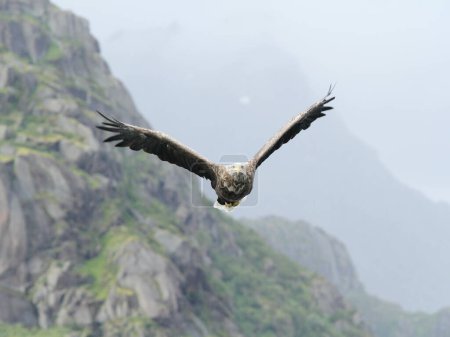 Téléchargez les photos : Oiseau volant dans le ciel - en image libre de droit