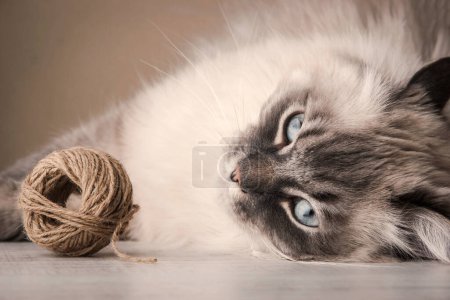 Photo for Siberian cat with clew on background, close up - Royalty Free Image