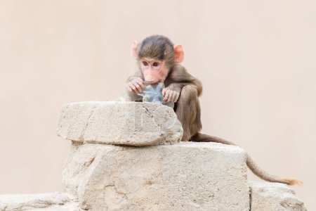Foto de Bebé babuino aprender a comer a través del juego - Imagen libre de derechos